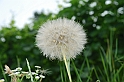 Fiori, Piante, natura_43